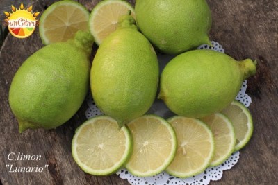 C.limon Lunario4 - 